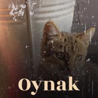 Oynak