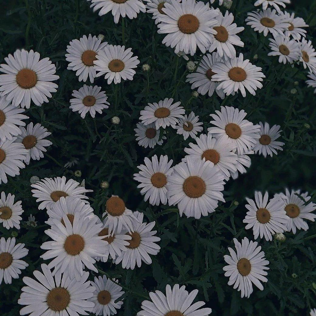 Songs About Jane (致珍妮的情歌)