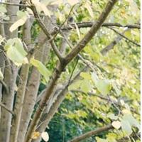 鸡蛋鸭蛋荷包蛋