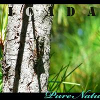 Pure Nature