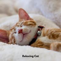 Relaxing Cat