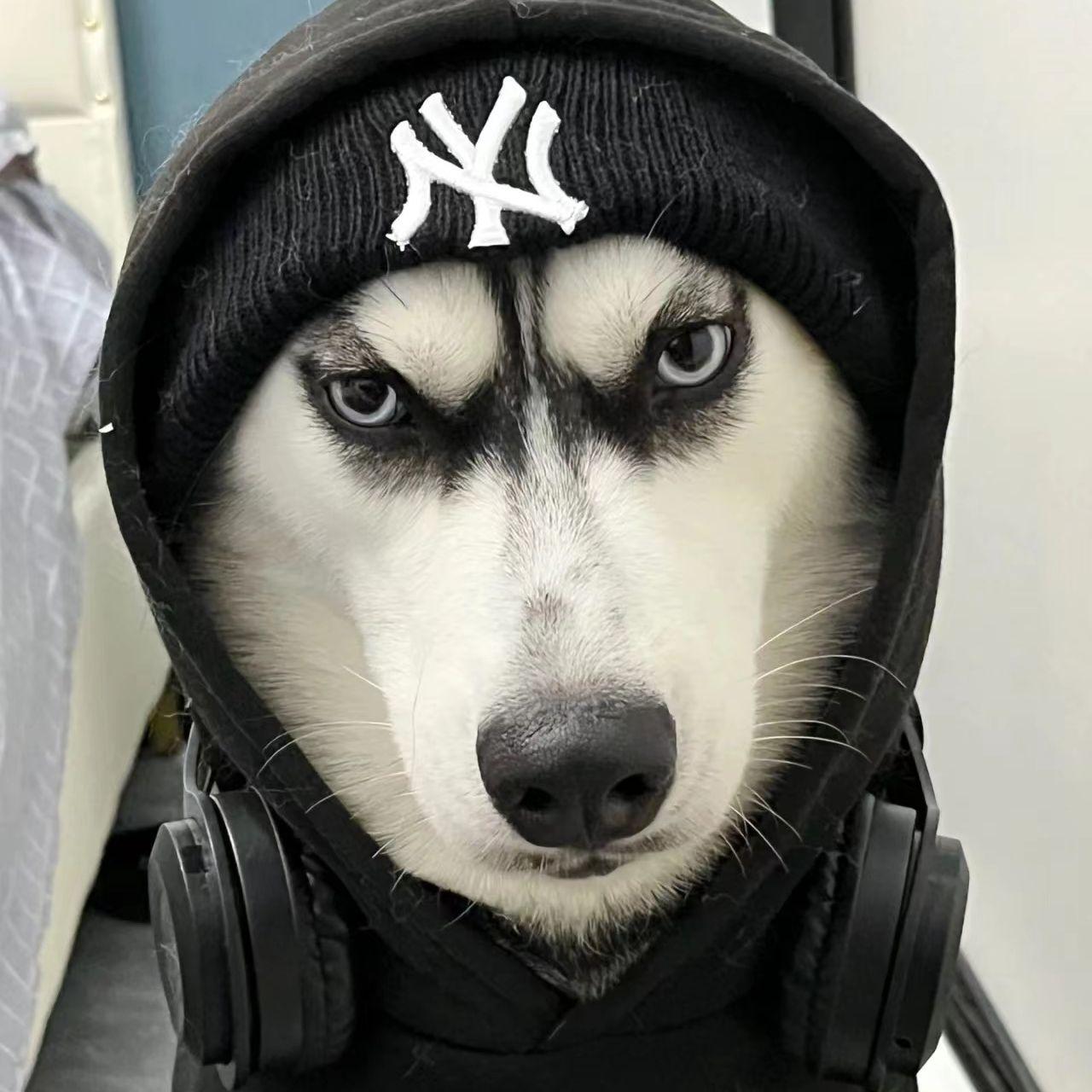 Siberian Husky