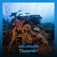 Heliotrope Tagamet