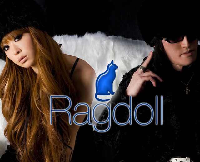Ragdoll