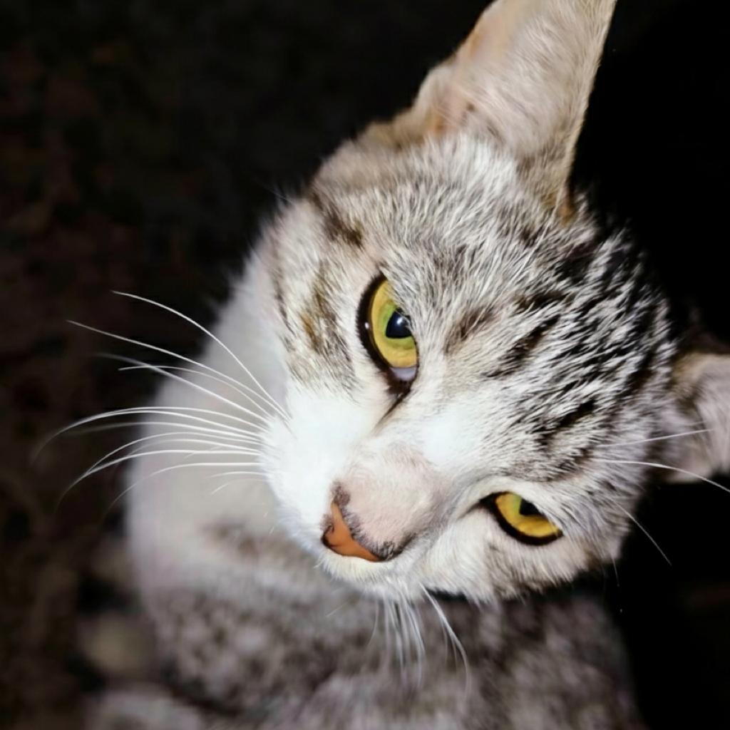 叔叔你不要再拉了