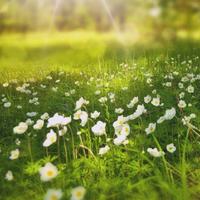 ទូច ស៊ុននិច