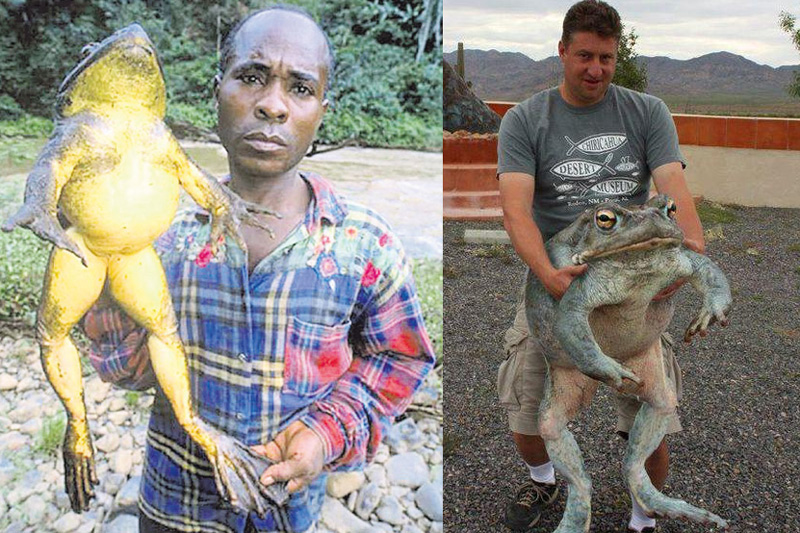 青蛙寿命一般在多少年 18902803905284879.jpg?size=800x533