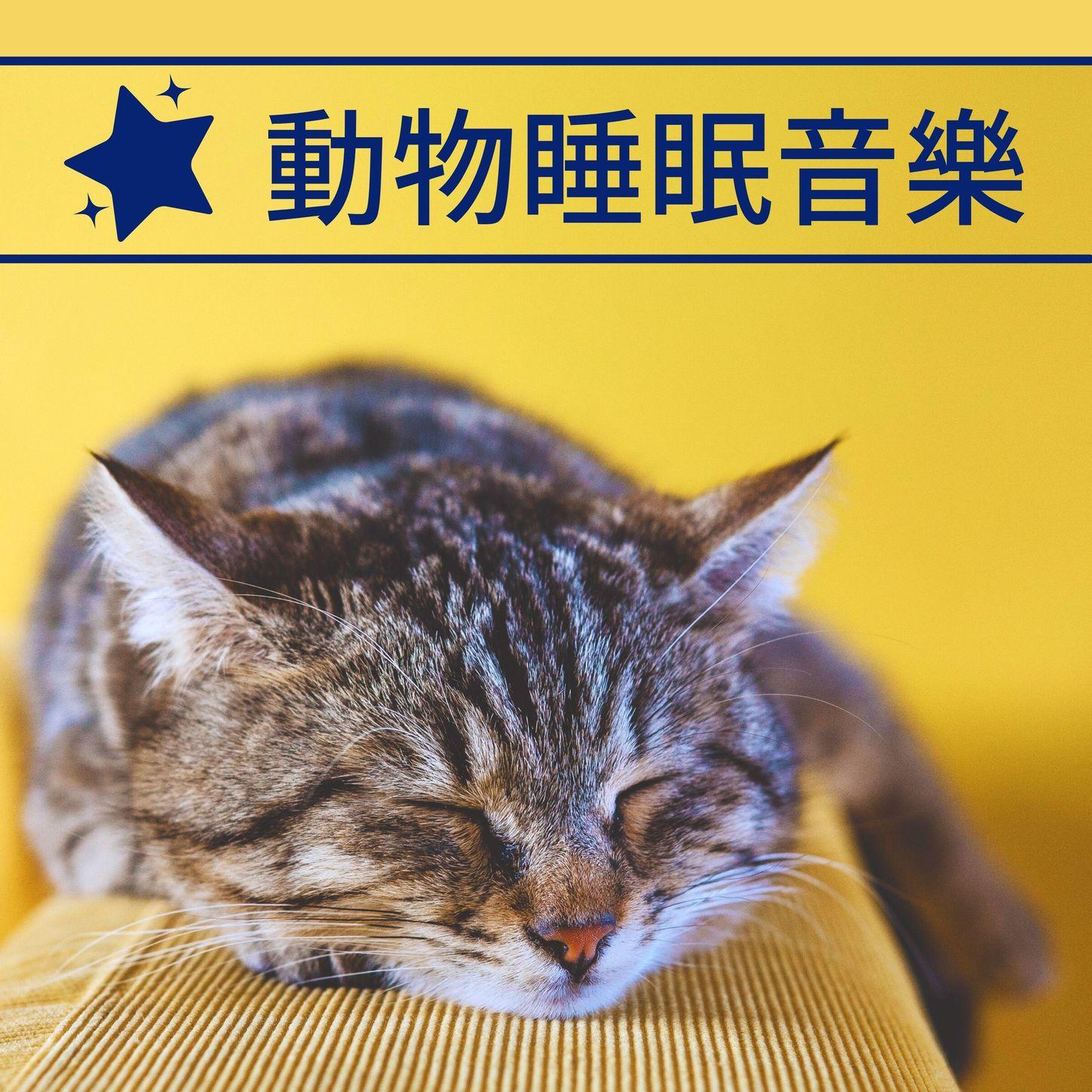 鳥聲環境音樂封面