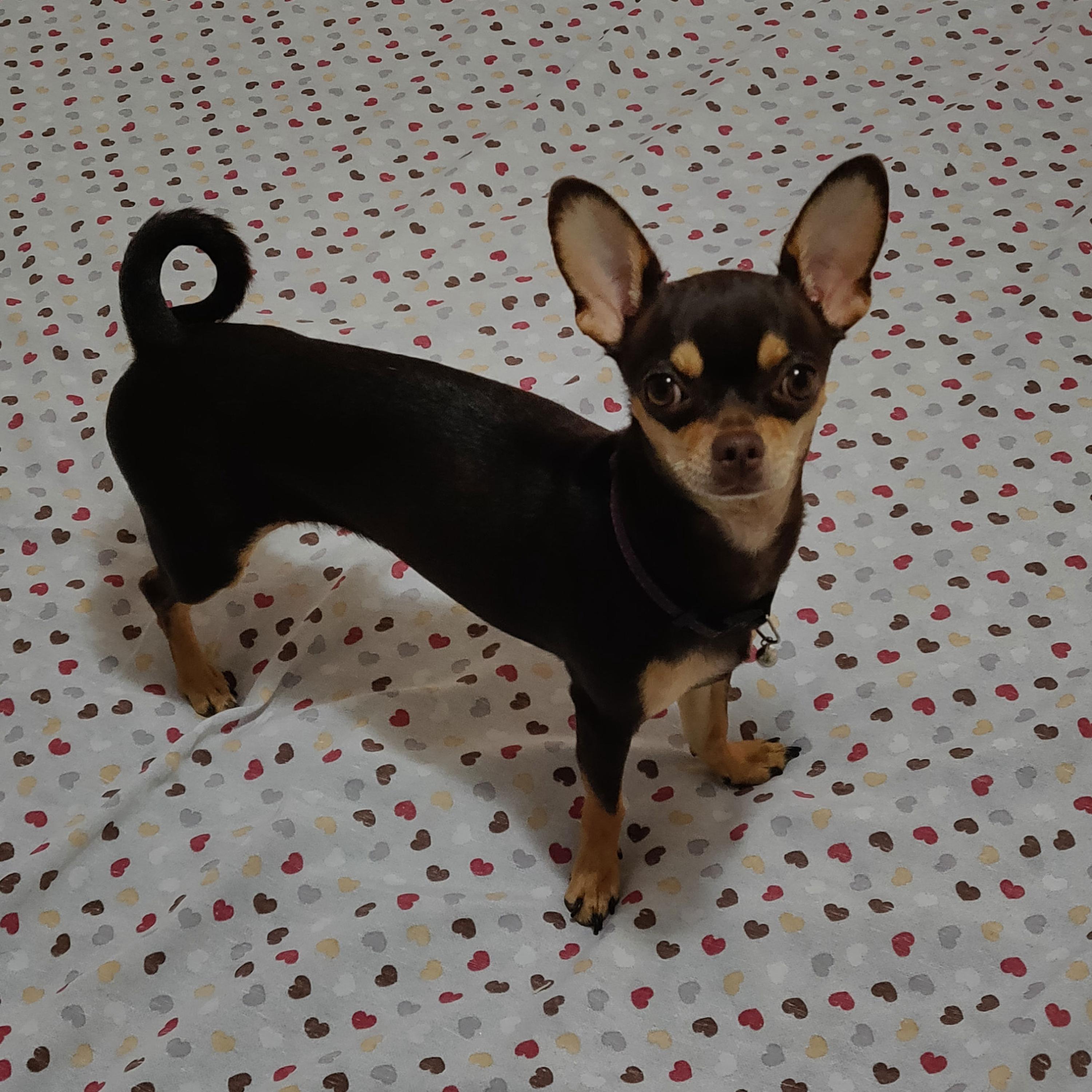 Petz (Don't forget the dog)