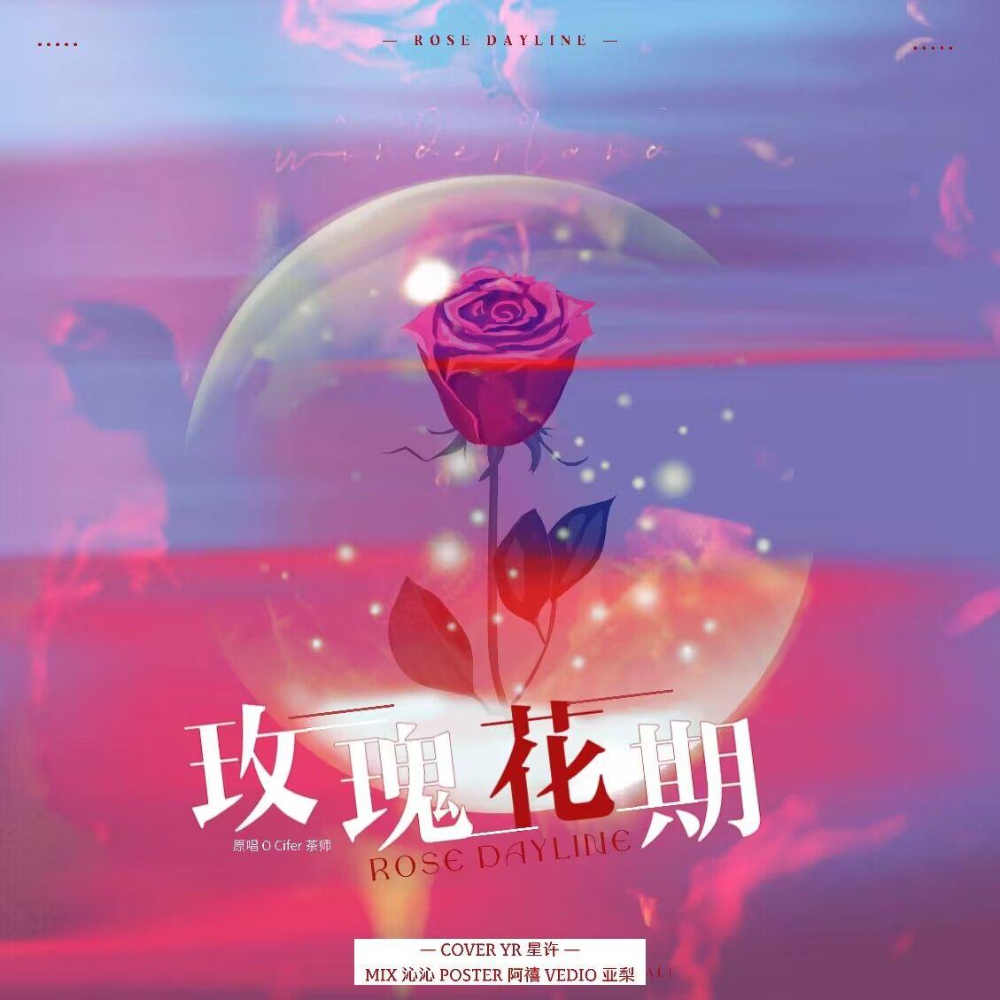 玫瑰花期（cover：茶师/Cifer）