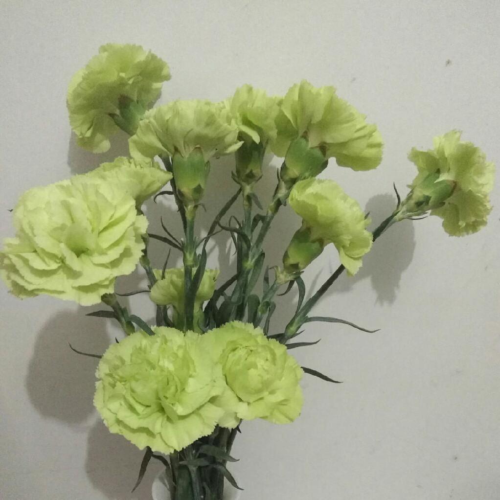 SQ无损音质 马友友大提琴