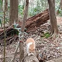 SP花栗猪