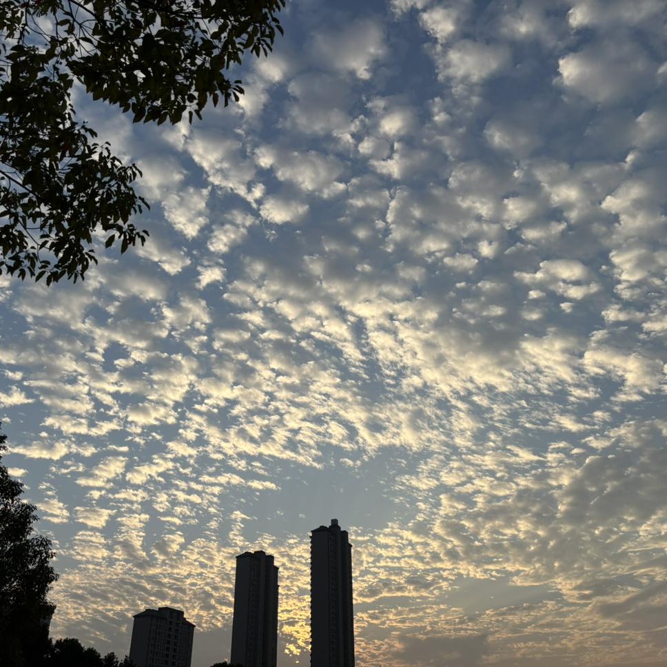 借风告白封面