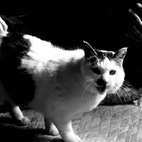 Ayako Ogawa资料,Ayako Ogawa最新歌曲,Ayako OgawaMV视频,Ayako Ogawa音乐专辑,Ayako Ogawa好听的歌