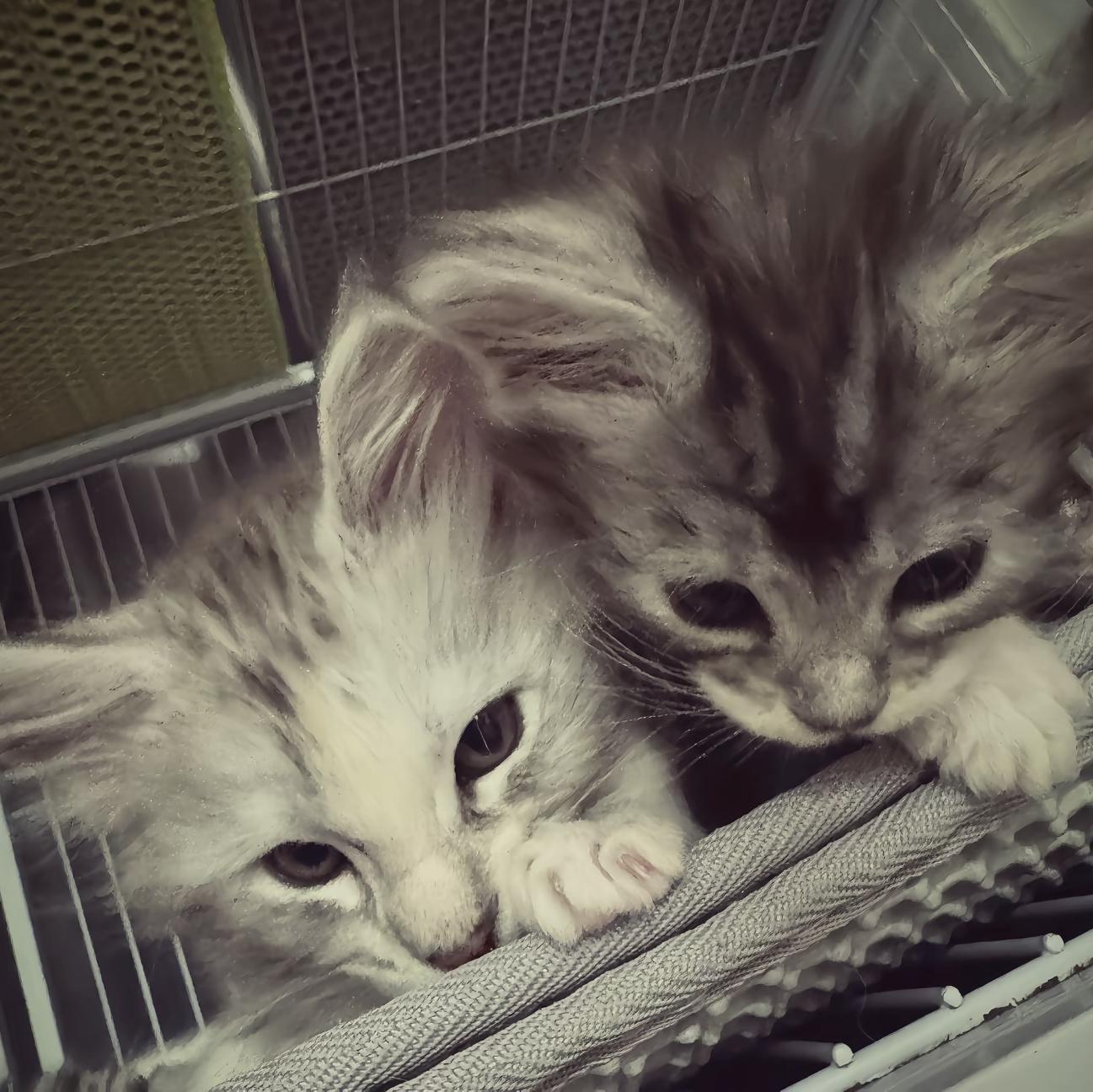 你离开了我要成为明星