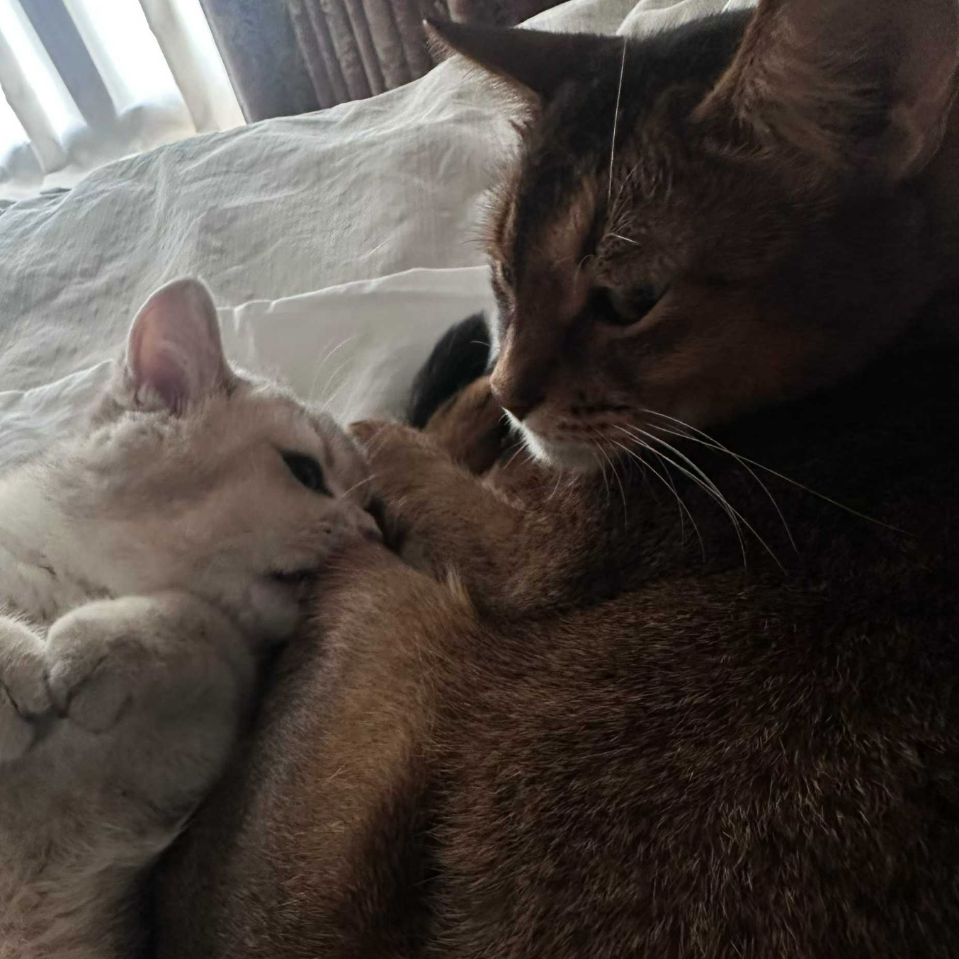 “忧郁“ SASIOVERLXRD x BOBBYNOPEACE 旋律孟菲斯 Type Beat