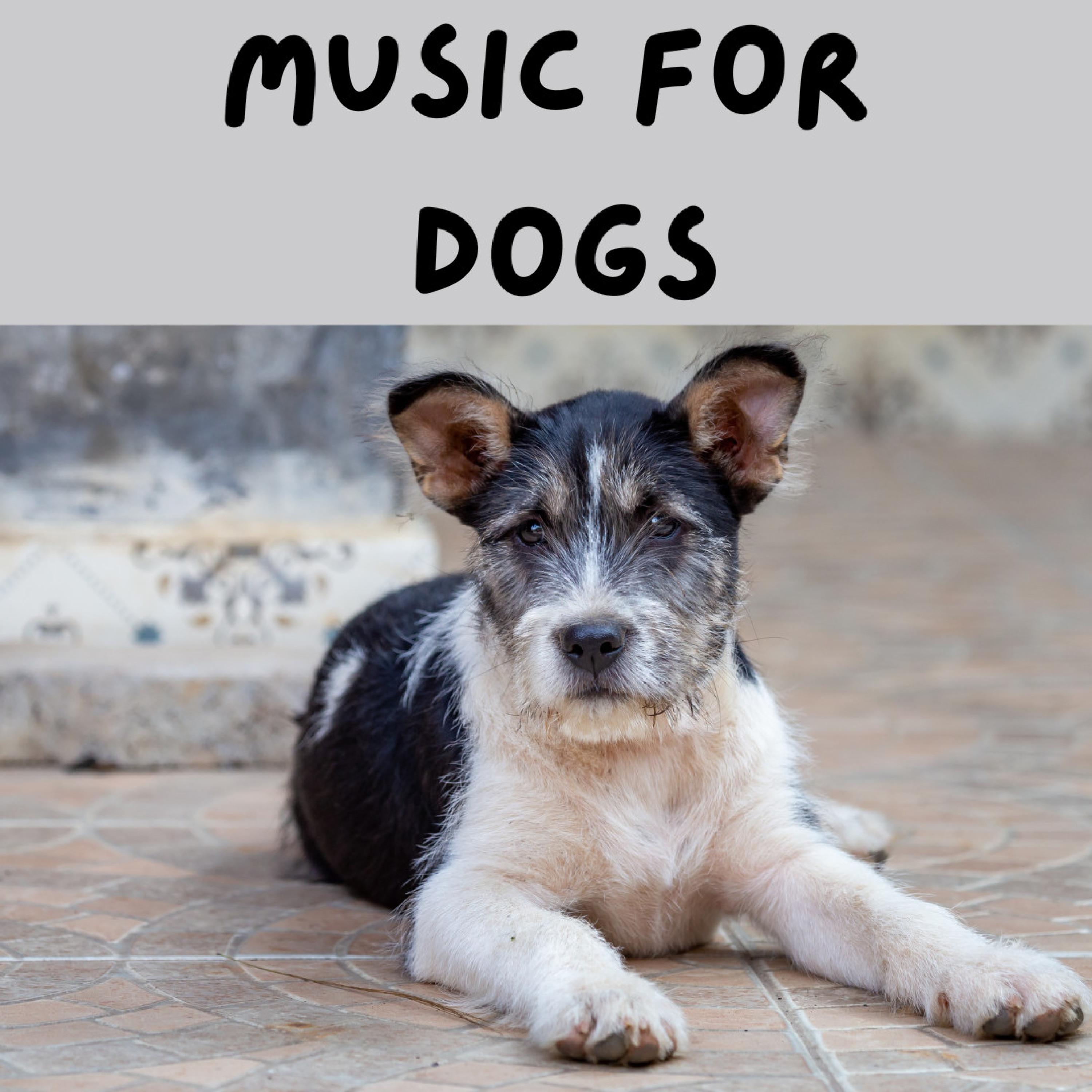 Music For Dogs