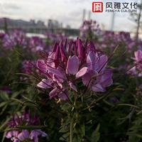 睡前助眠轻松音乐，放松大脑