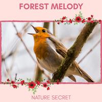 Forest Melody - Nature Secret