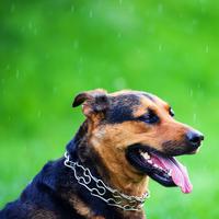 Raindrop Therapy: Chill Music for Dogs' Well-Being