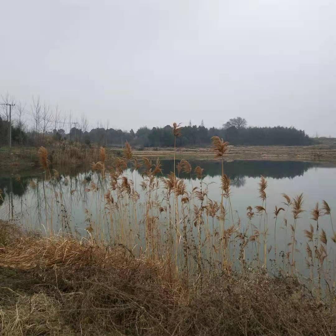 远方的珊珊_辰雄_你记得吗 | 在线播放_远方的珊珊歌词_远方的珊珊下载 | 网易云音乐
