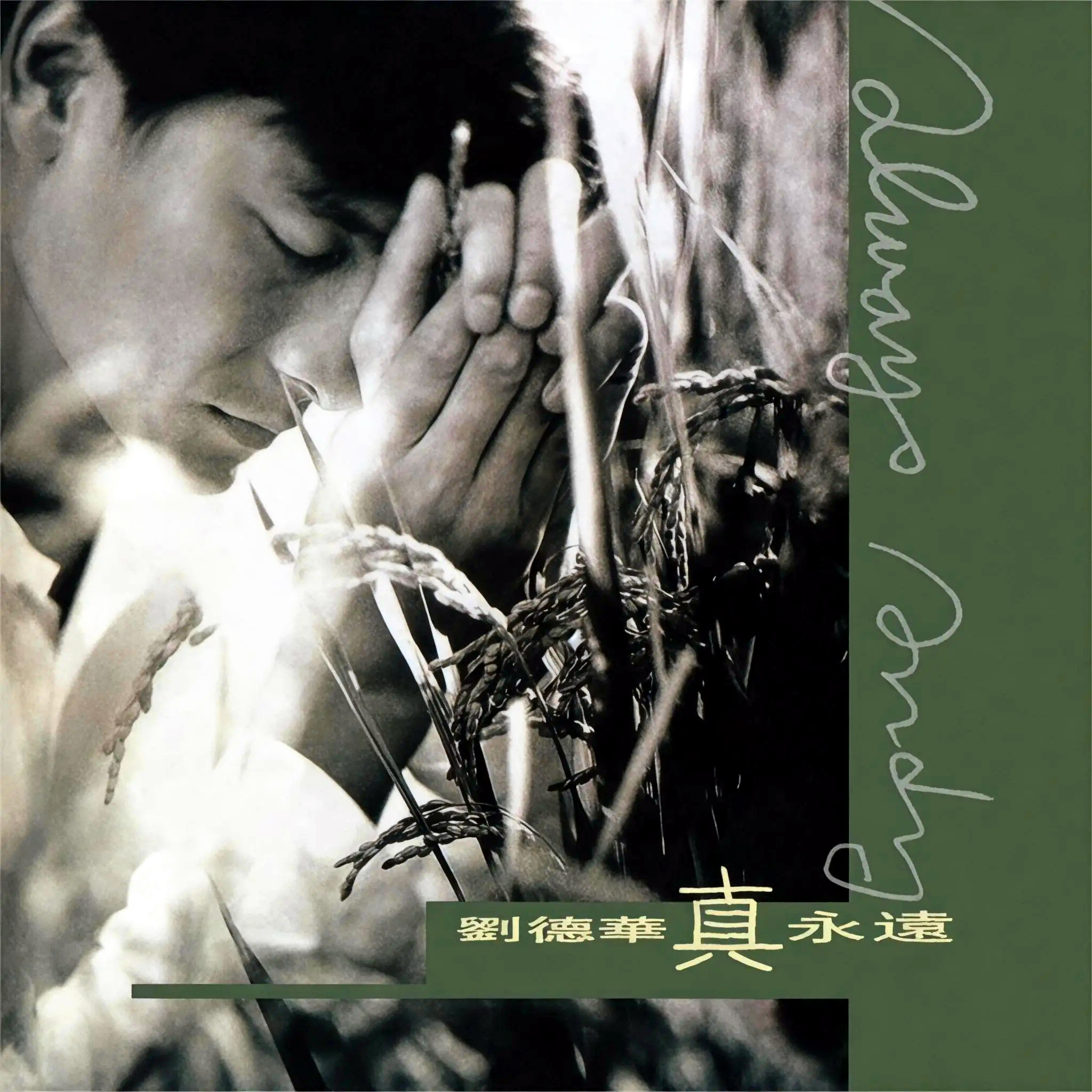 刘德华-《真永远》