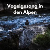 Vogelgesang in den Alpen