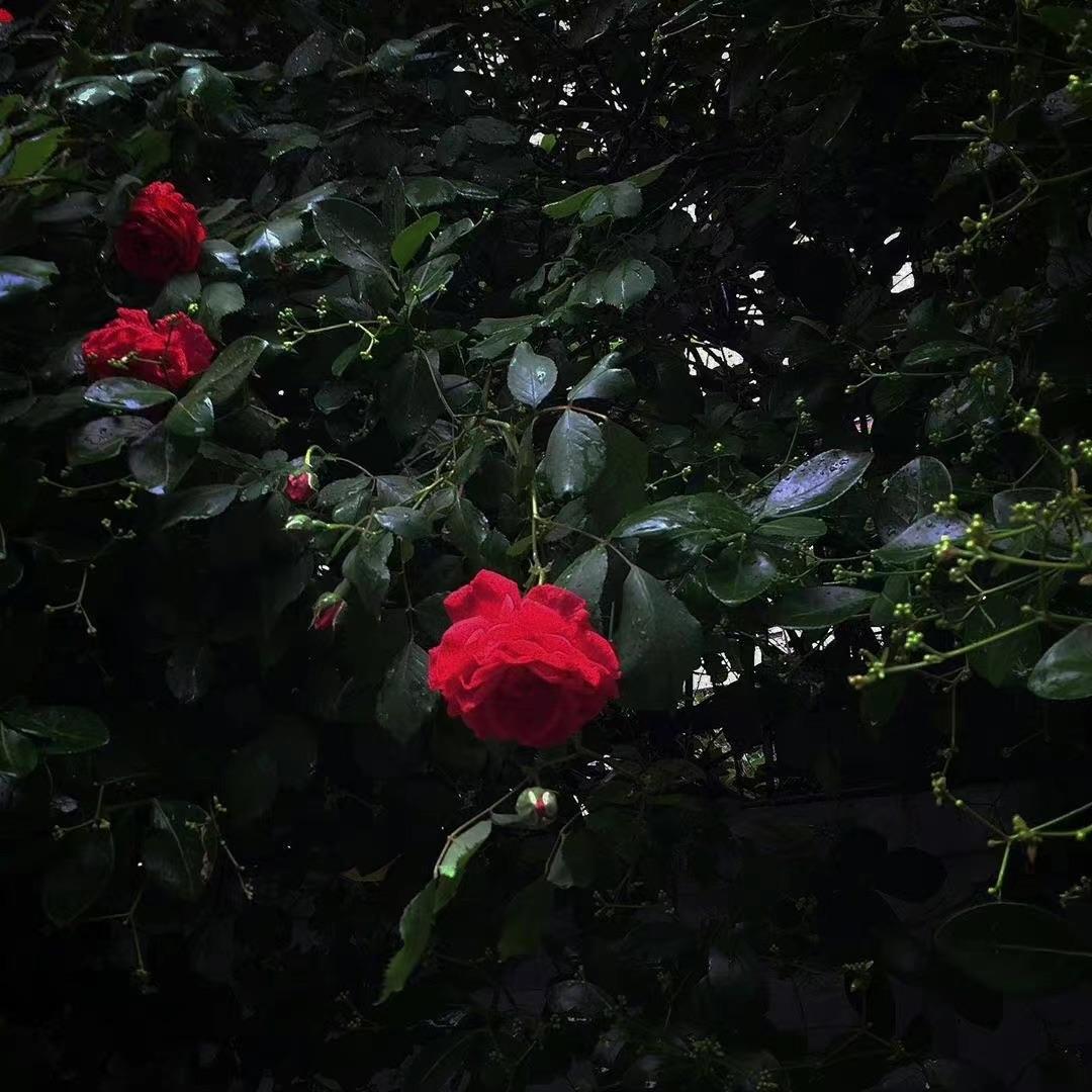 Berry (Lil yee remix)