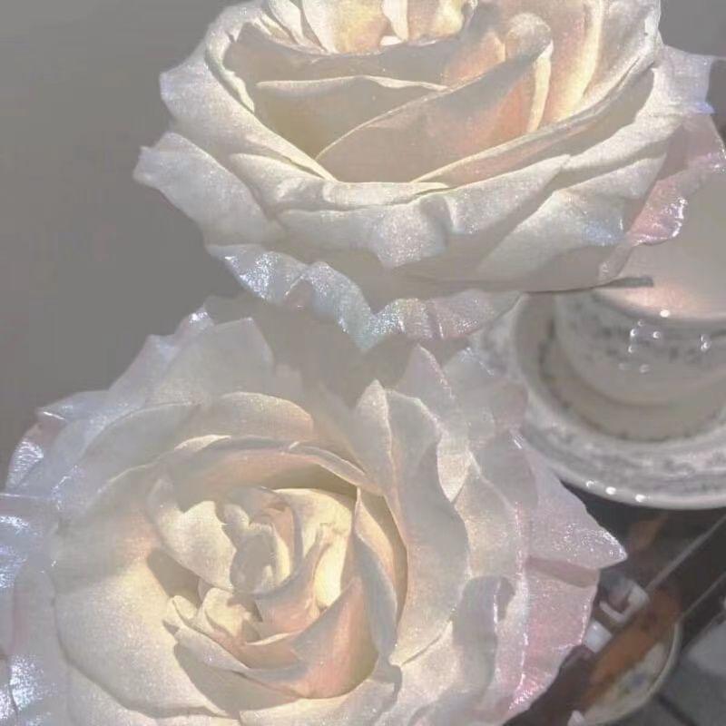 孤单地愈合吧（Stellaluna）