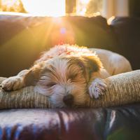 Momentos Silenciosos: Música Lofi Para Perros
