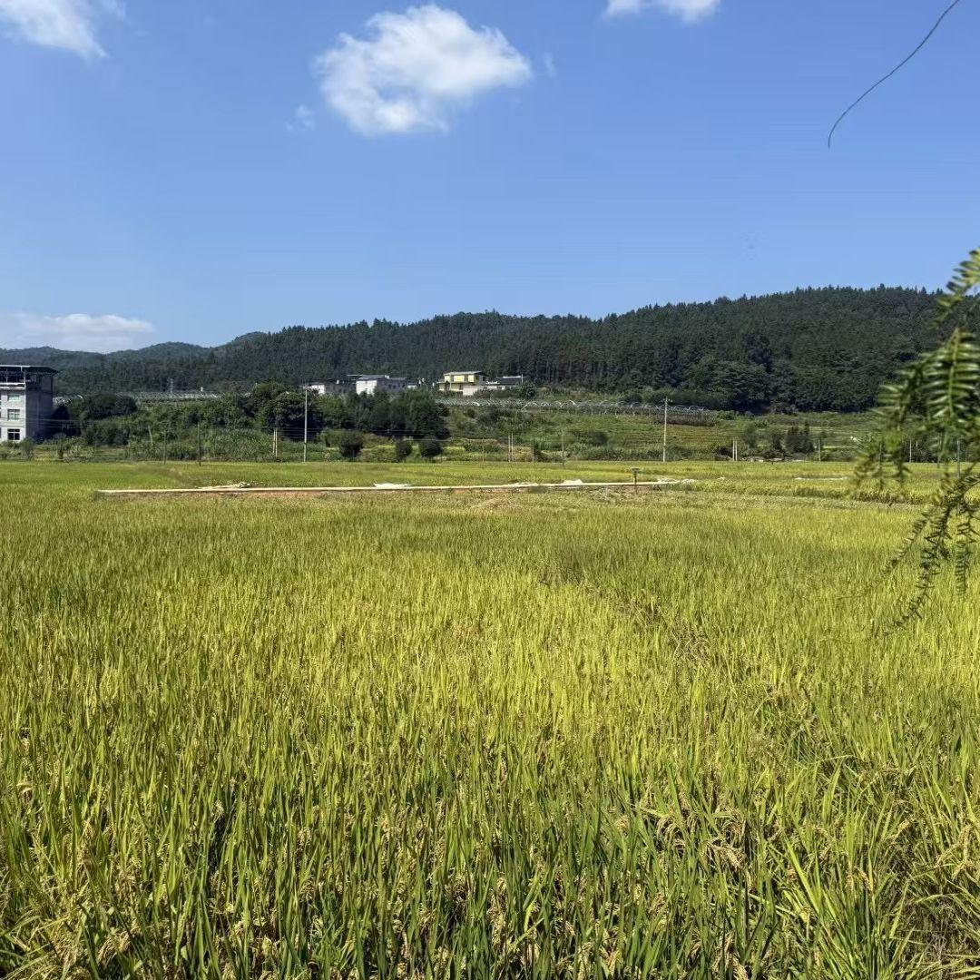 替我爱你 - 崎岖封面