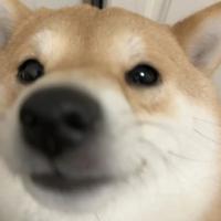 语y