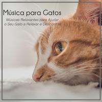 Música para Gatos: Músicas Relaxantes para Ajudar o Seu Gato a Relaxar e Descontrair