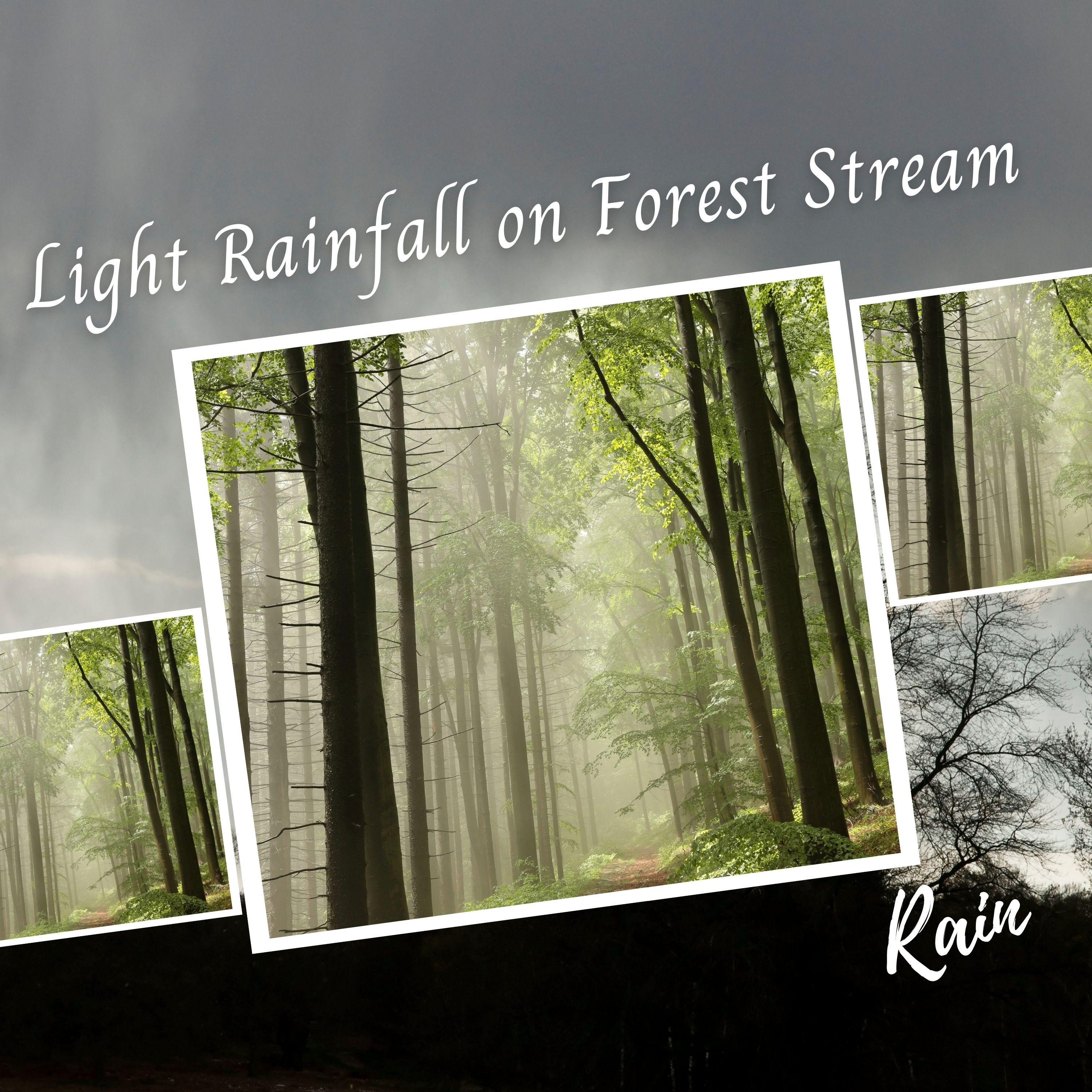 Rain: Light Rainfall on Forest Stream - 3 Hours