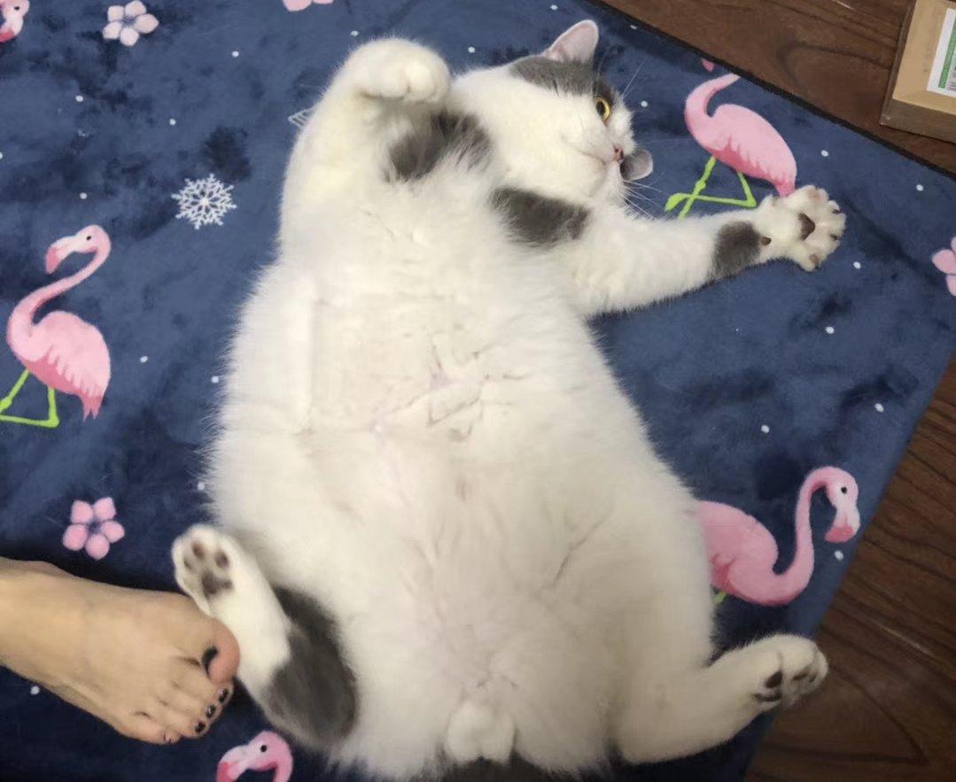 芋W杰
