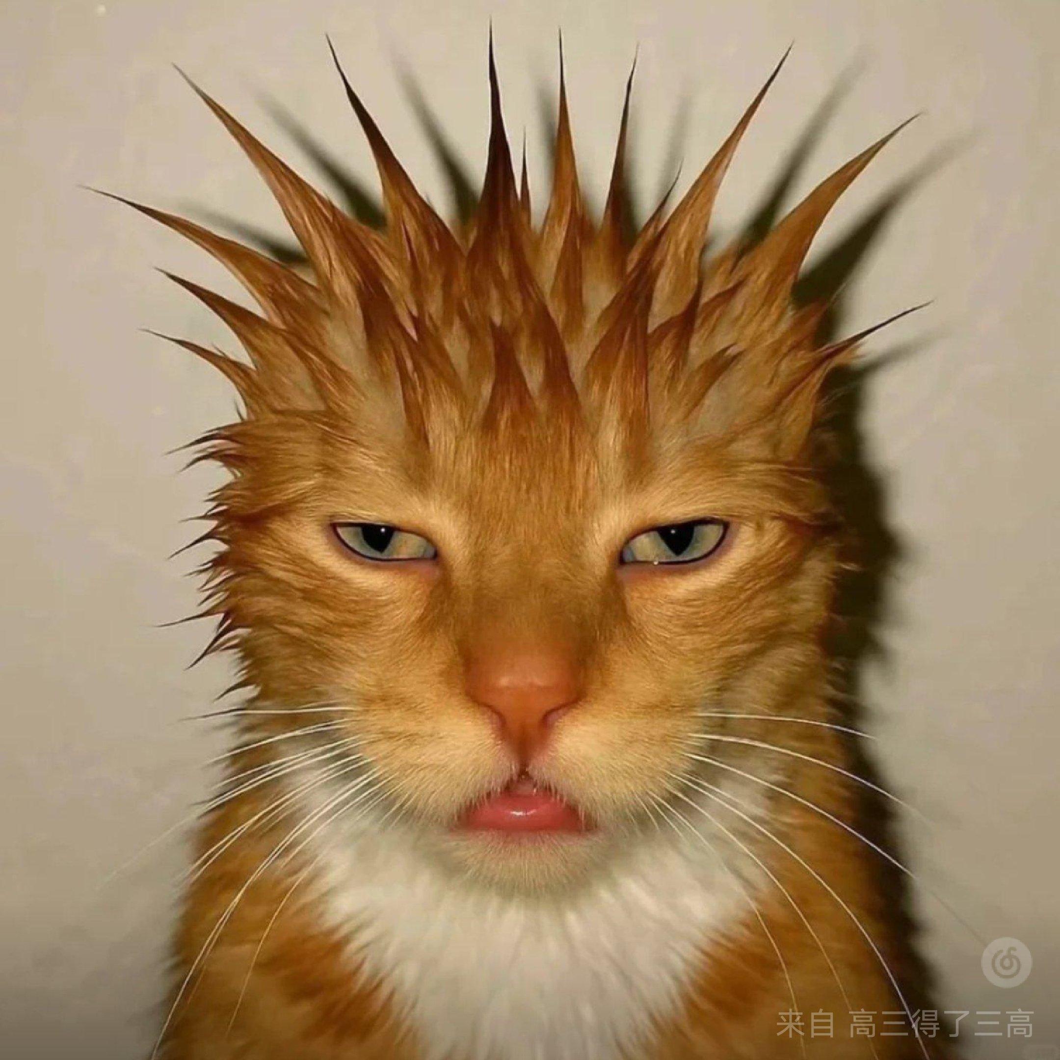 疯狗厂牌 aka米黄土松 yo（hiphop）