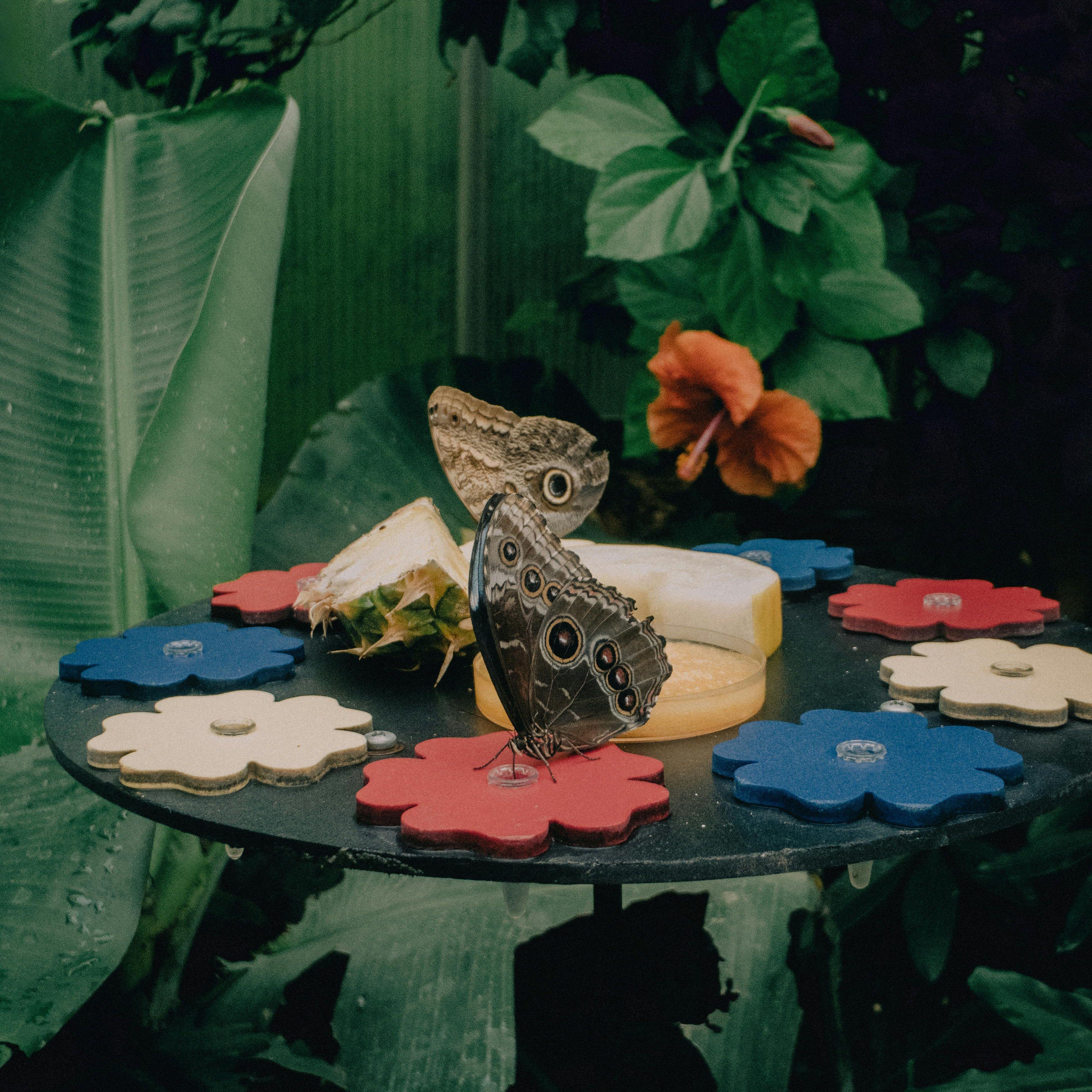 阿嬷(爱国版) 伴奏