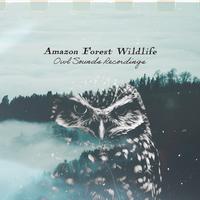 Amazon Forest Wildlife