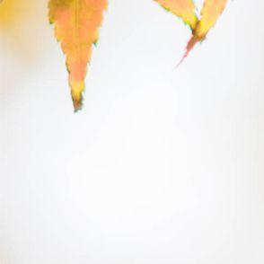 樱花树下封面