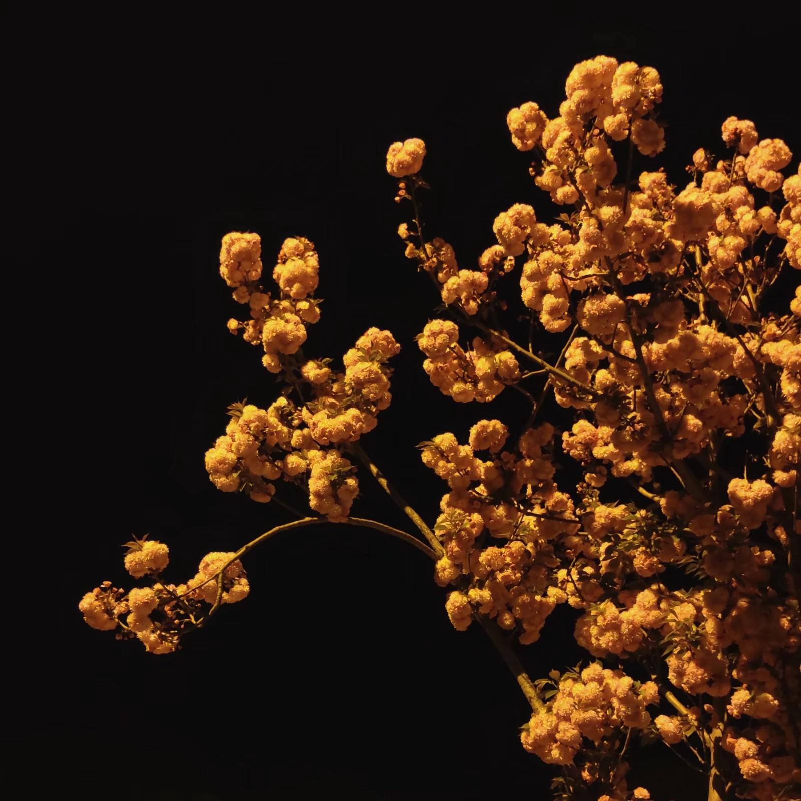 无（Prod.Lakewavebeatz）