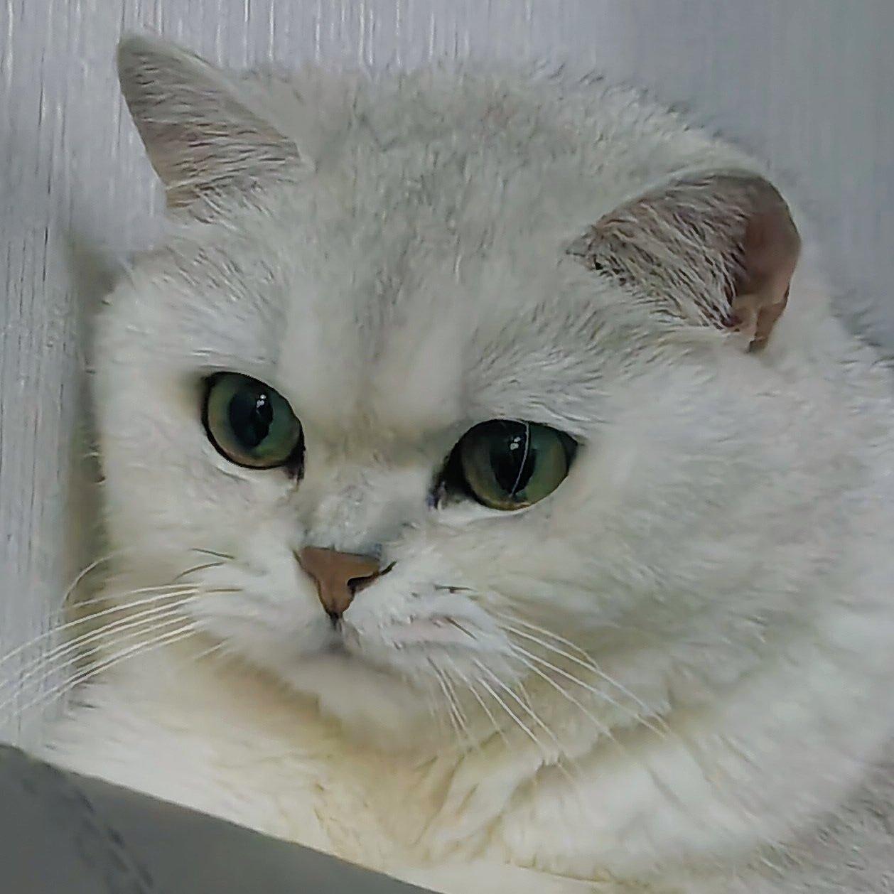 一只黑化的双鱼