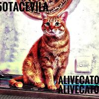 AliveCat05