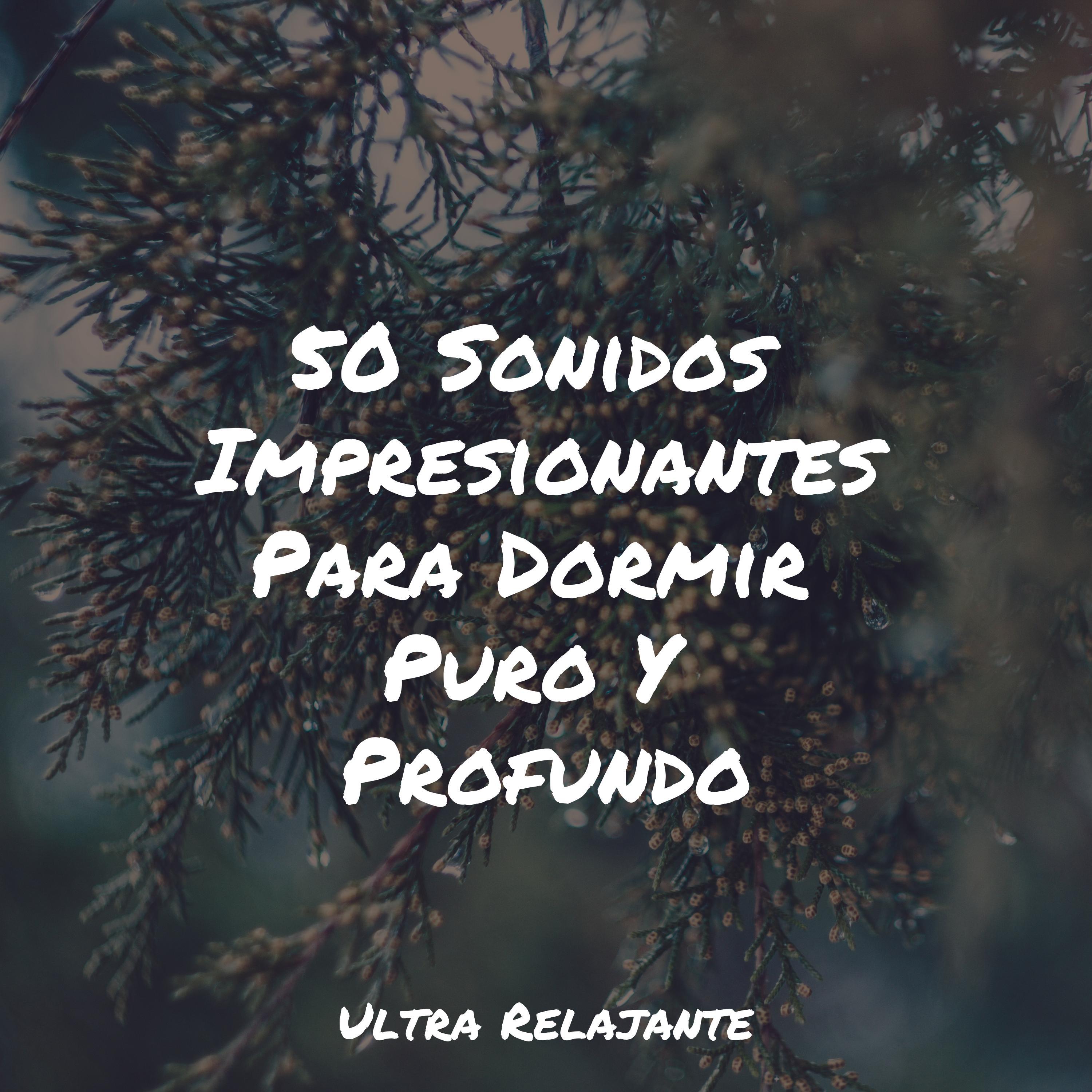 Hamaca En Los Árboles