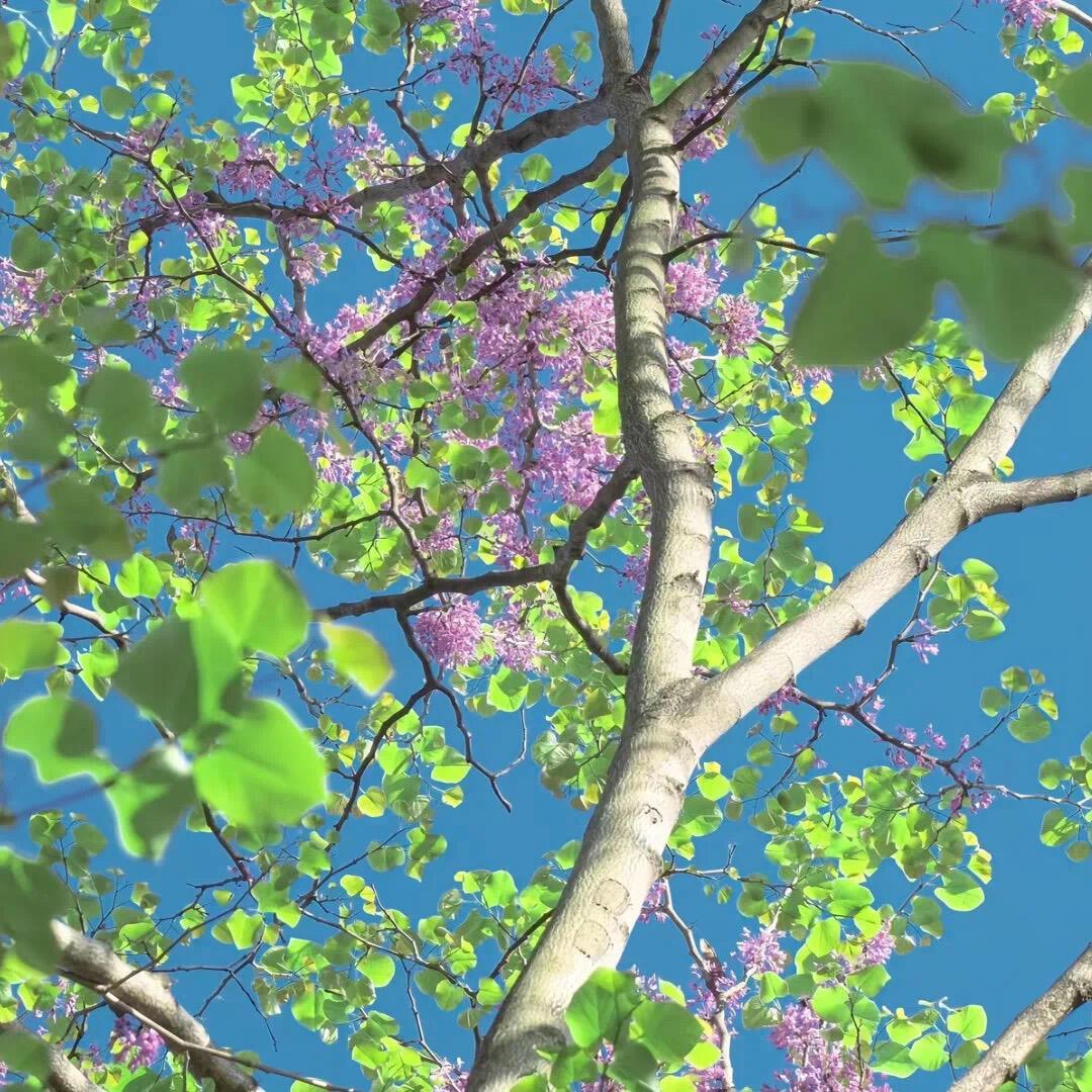 春樱（spring cherry)