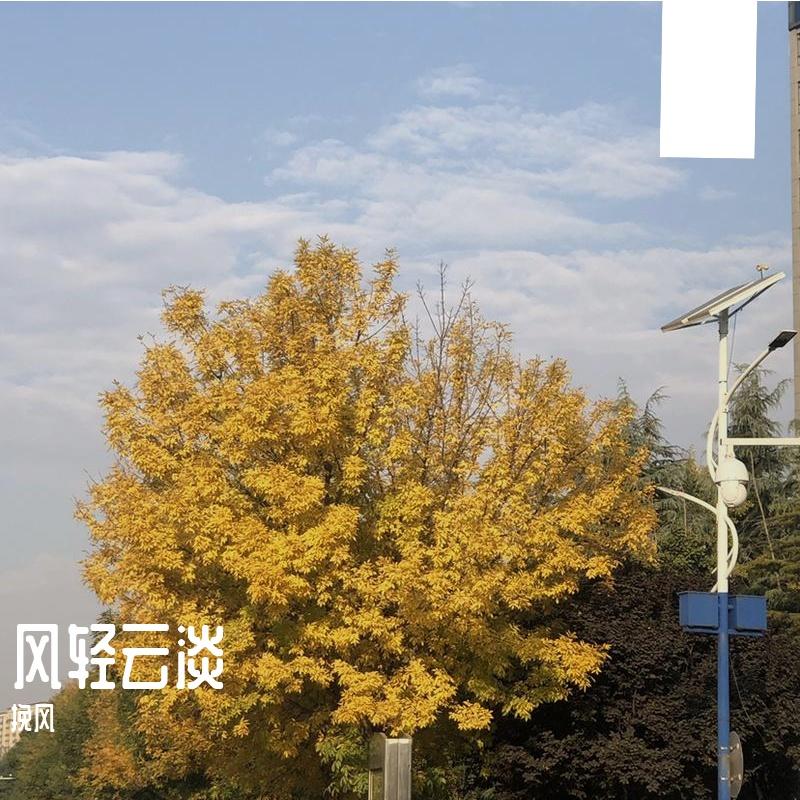 至此流年各天涯（cover我不理智）封面