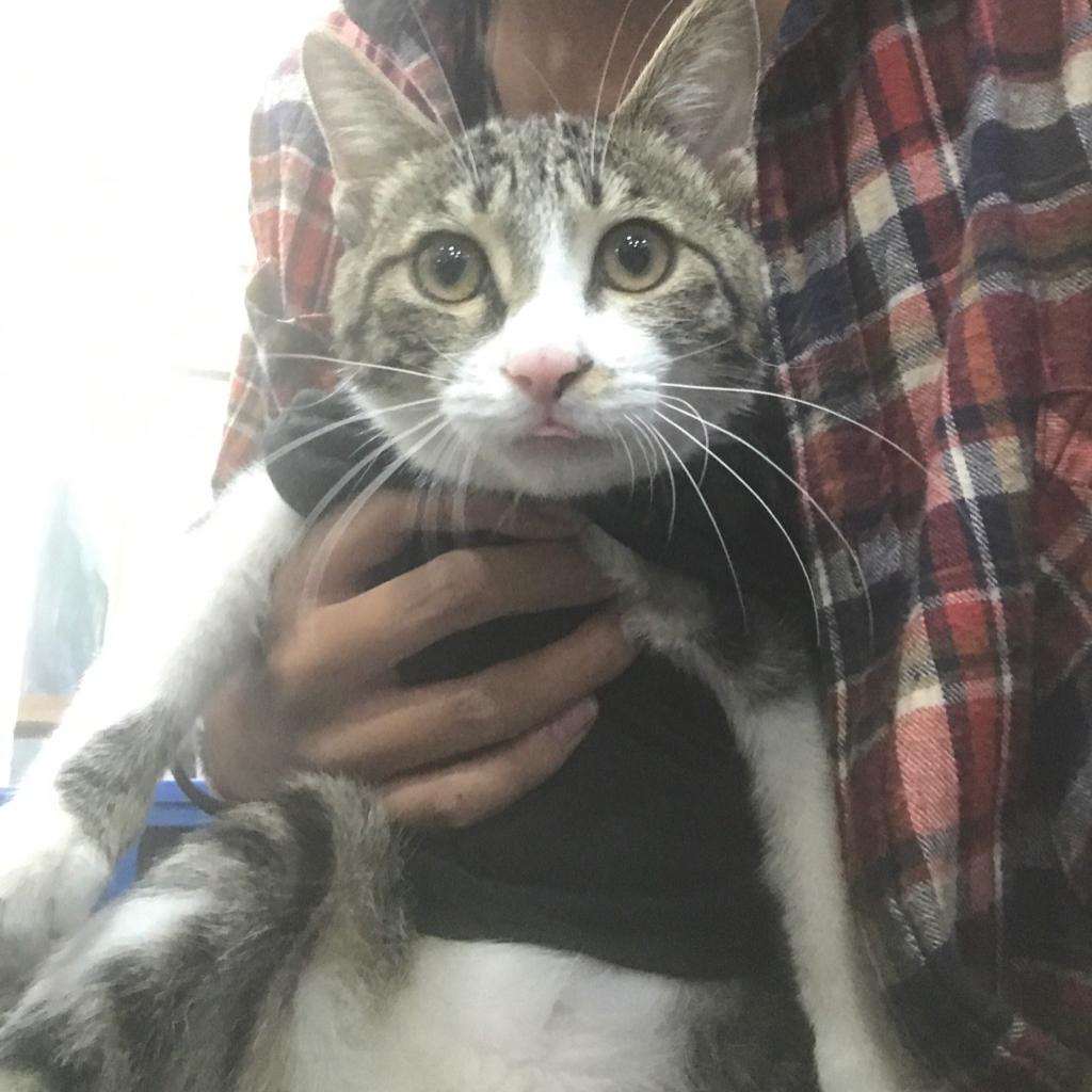 斑马不吃丶Banana