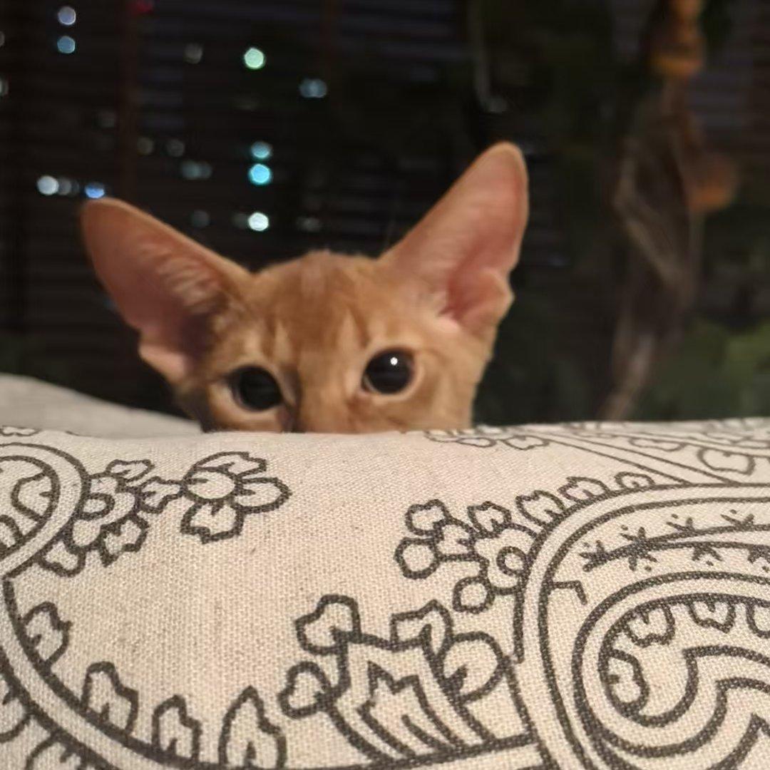 爱瞌睡的流川枫