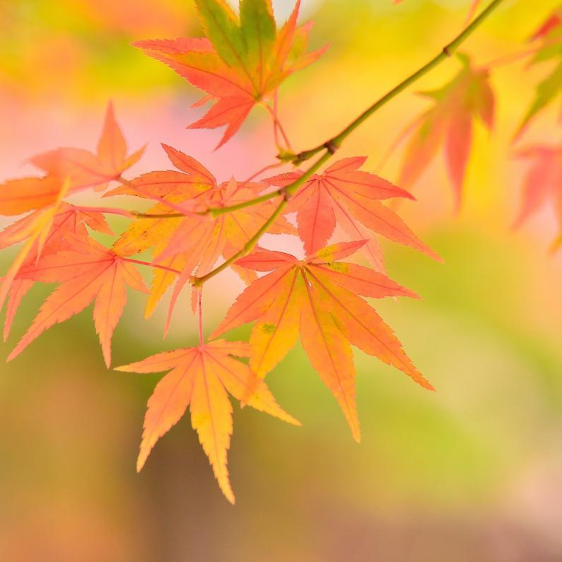 花季未了封面