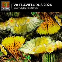 V.A Flaviflorus 2024