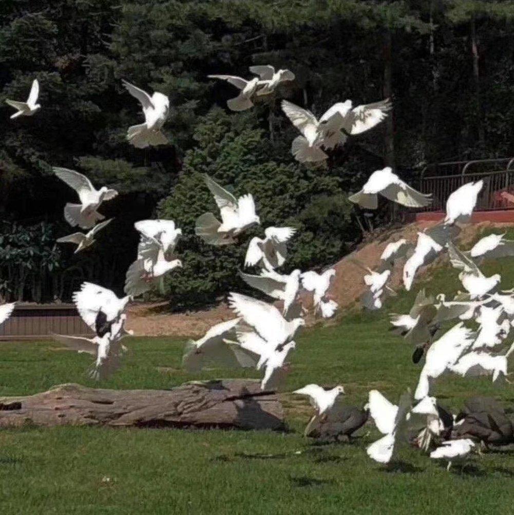 浪漫&抒情高氛围感纯音乐|钢琴|小提琴